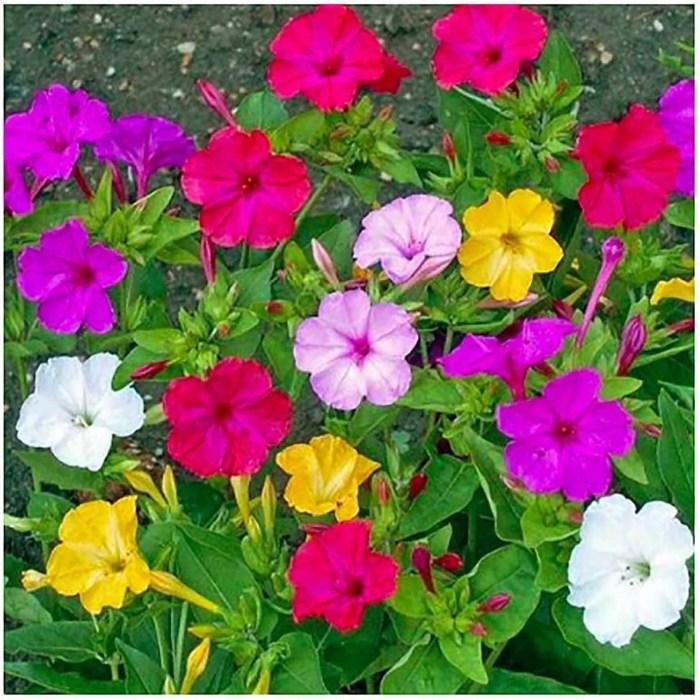 Clock oclock mirabilis jalapa britannica