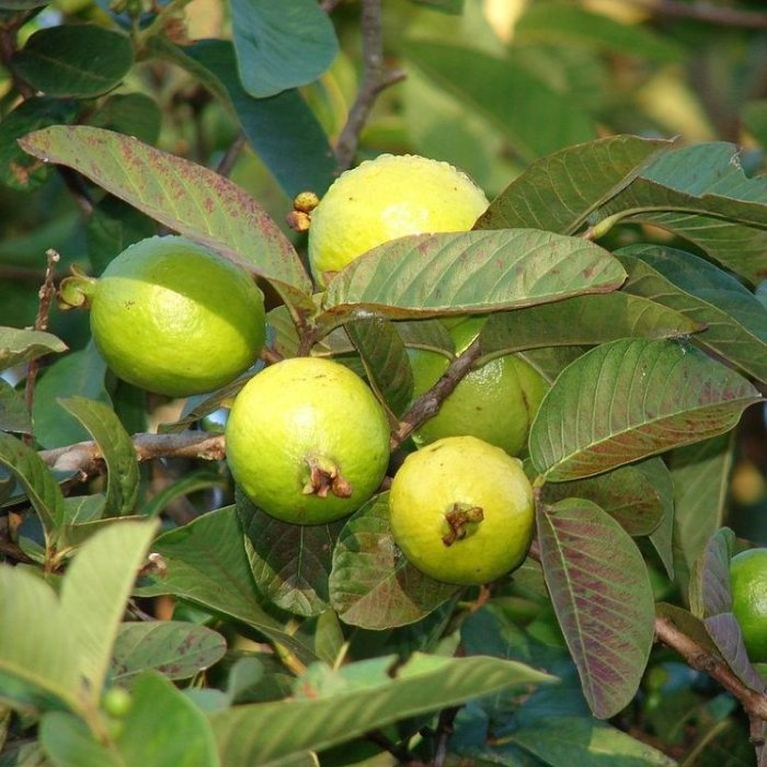 Mexican white guava tree plant