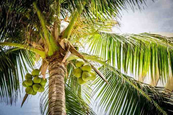 Coconut plantation chapter years introduction trees grow coconuts different palms figure under into start low tetrapak