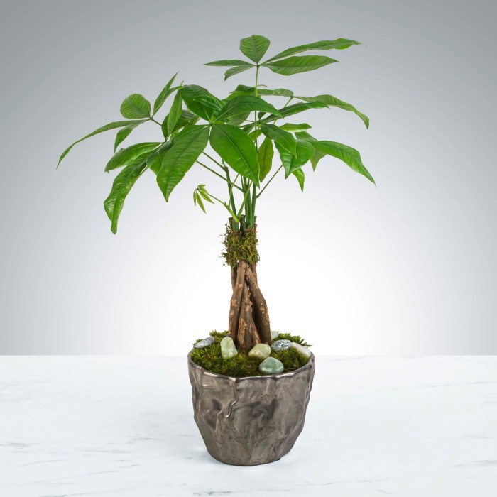 Money tree plant wiki