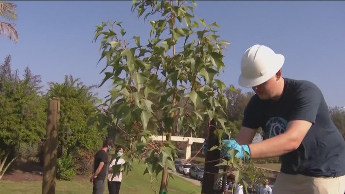 Plant a tree in san diego