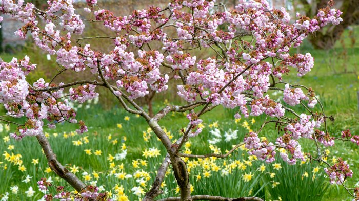 When to plant a cherry tree