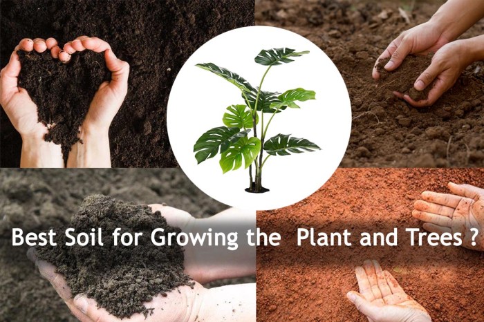 Best soil to plant a tree