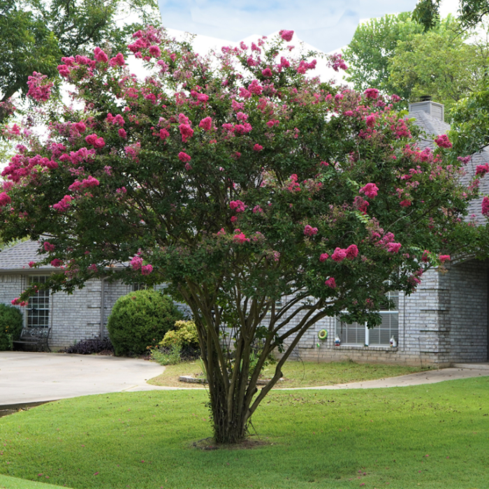 Best trees to plant in tennessee