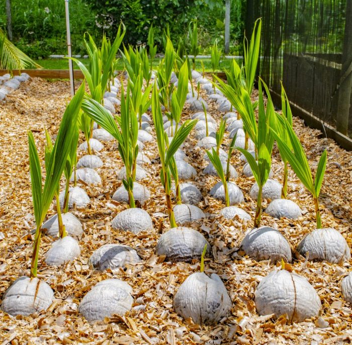 How to plant a coconut tree