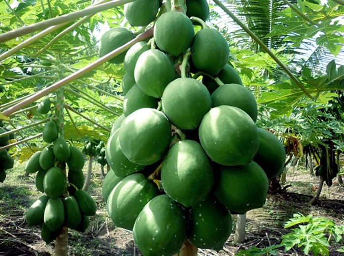 Where to plant papaya trees