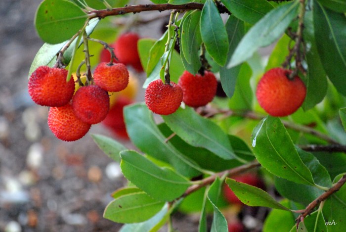 Strawberry tree or plant