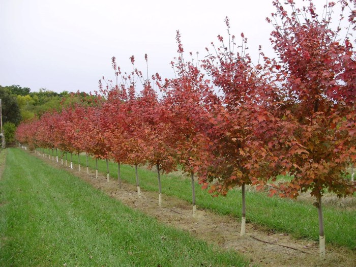 Trees you can plant in the fall