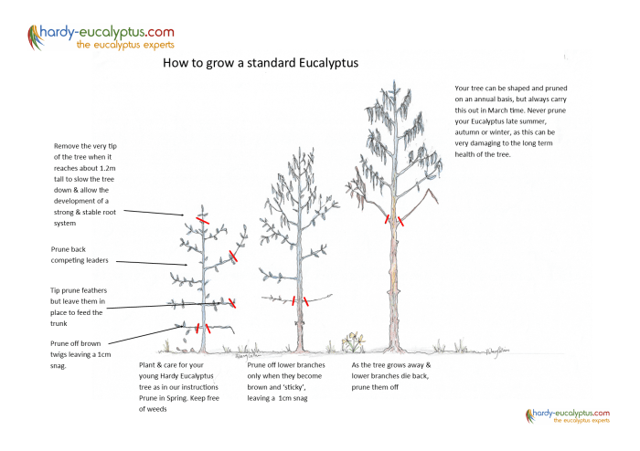 When to plant eucalyptus trees