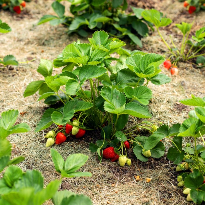 Strawberry garden plant grow plants way easy gardening