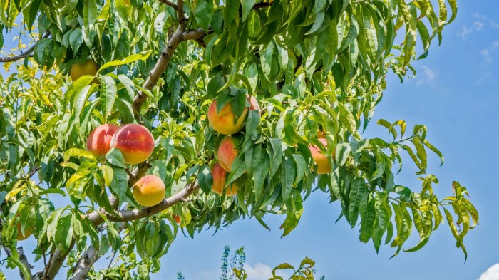 How deep to plant peach tree