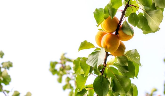 How to grow apricot plant from seed