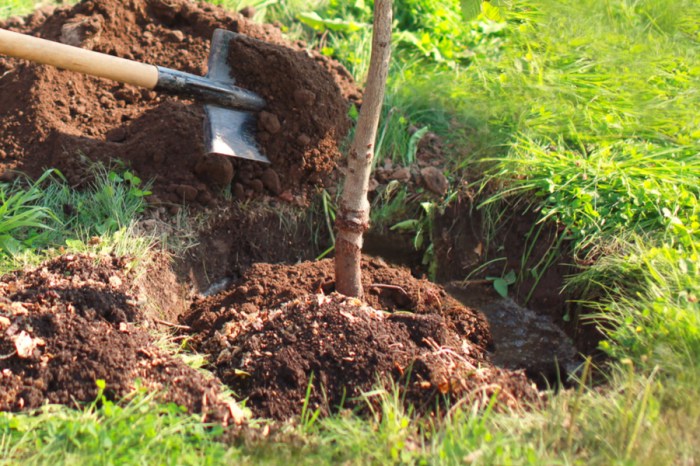 How to plant a large tree