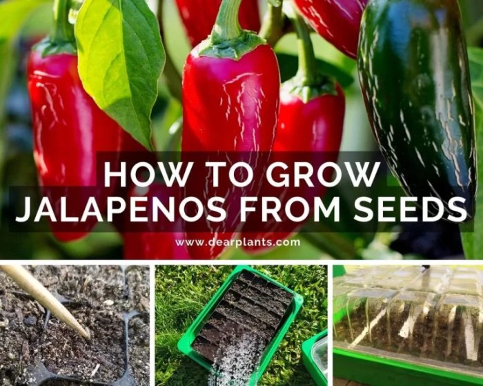 How to plant jalapeno seeds