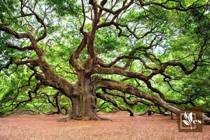 Plant a tree in san diego