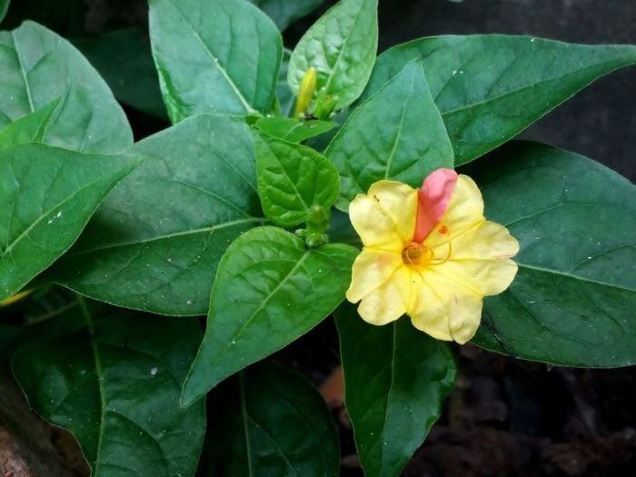 Seeds mirabilis plant four jalapa clock oclock alamy