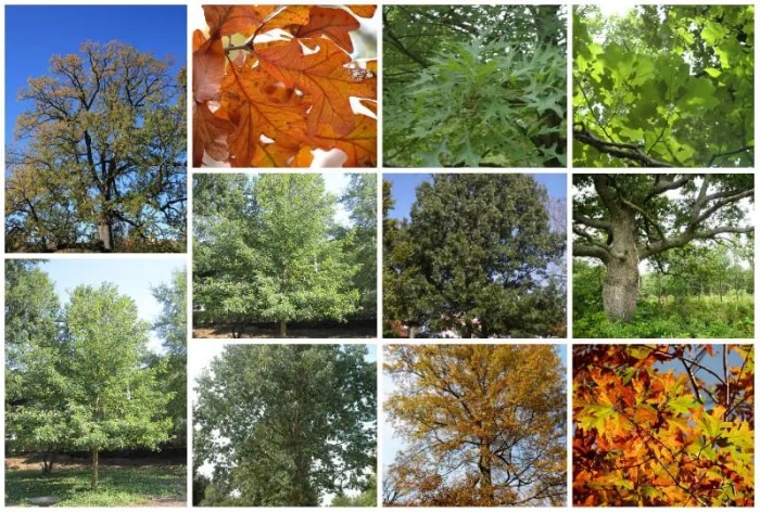 Best trees to plant in tennessee