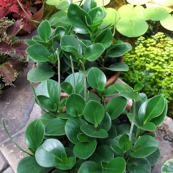 Baby rubber tree plant