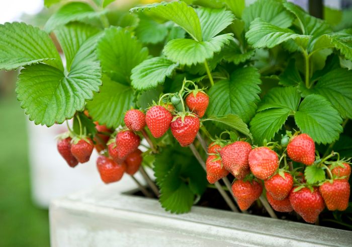 How to plant strawberry tree