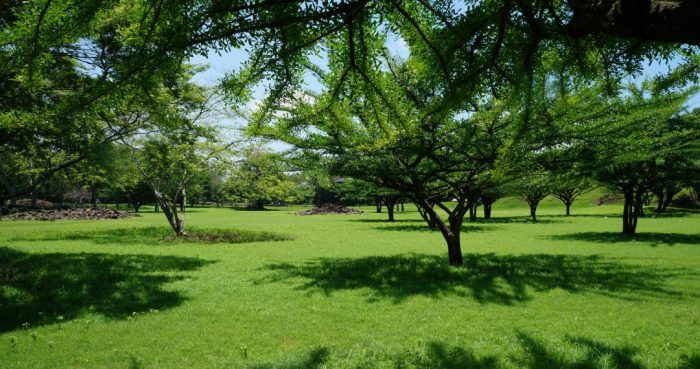 Trees to plant in texas