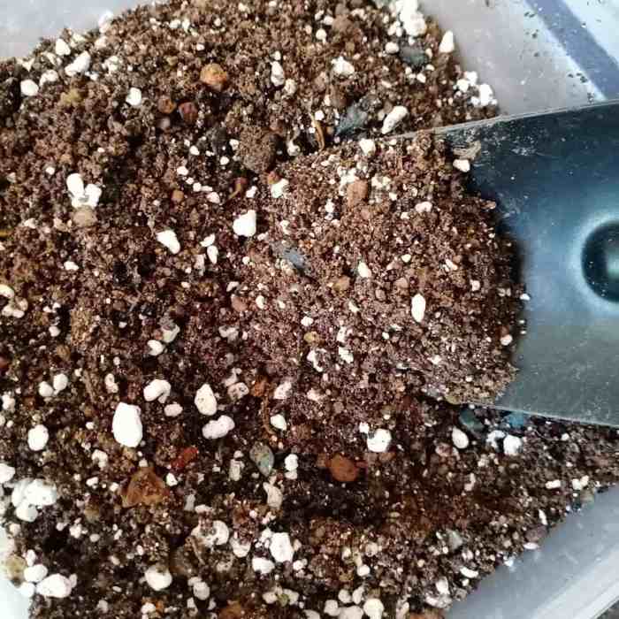 Best soil for money tree plant