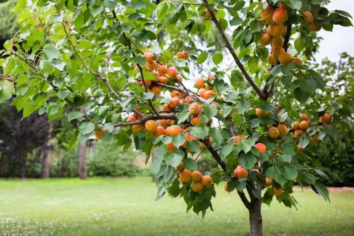 How to grow apricot plant from seed