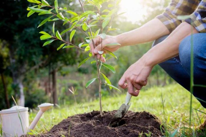 Trees you can plant in the fall