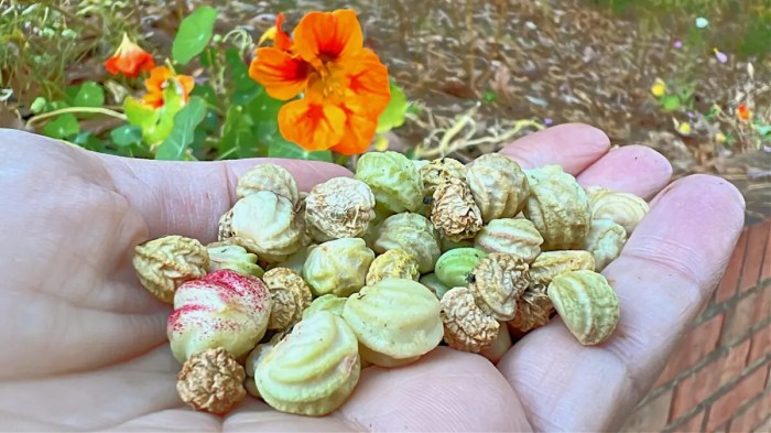 How to plant nasturtium seeds