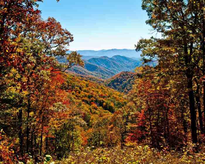 Big tree tennessee native trees leaf magnolia smoky mountains leaves great plant choose board long