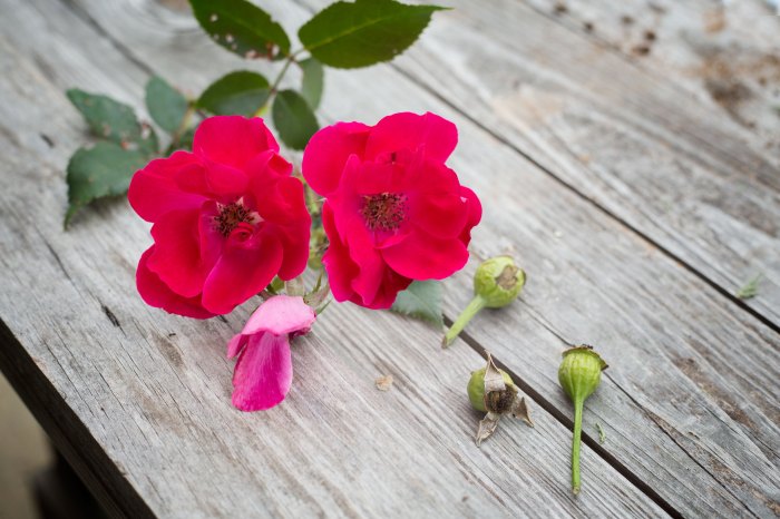 How to plant rose seeds