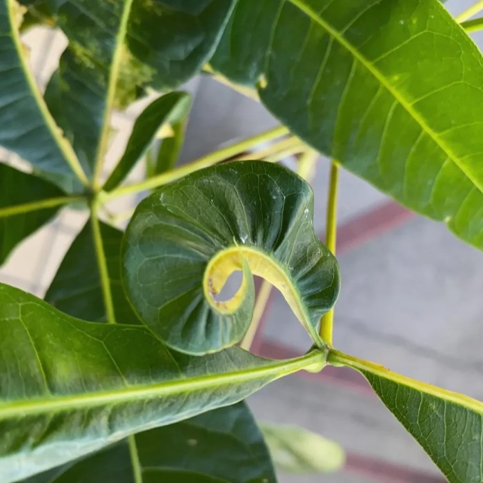 Money tree plant indoor or outdoor