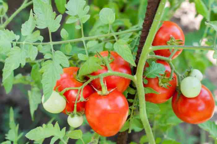 Seed tomatoes grow step guide complete