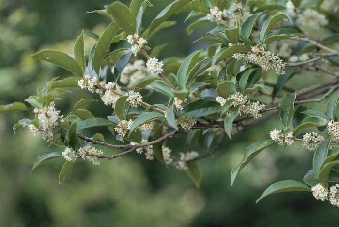 Olive tea tree plant