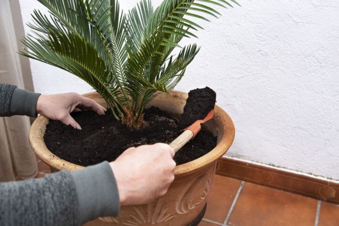 How to repot a palm tree plant