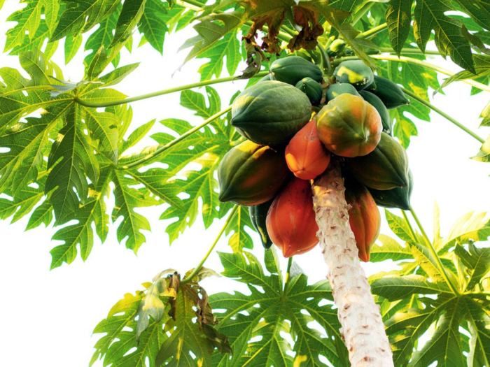 Papaya tree plant planting