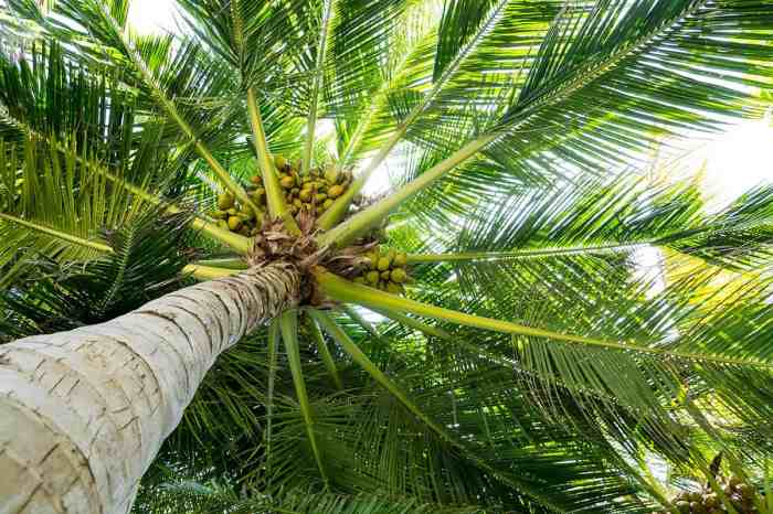 How to plant a coconut tree