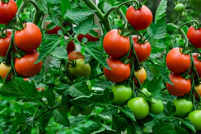 How to plant tomato seeds from tomatoes