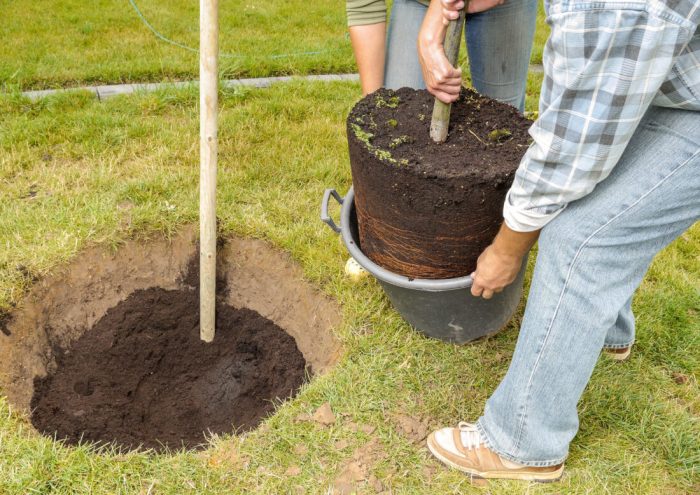 How to plant a potted tree