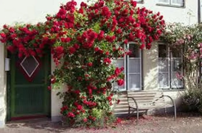 Climbing rose plant seeds