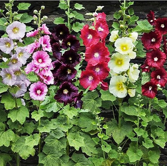 How to plant hollyhock seeds