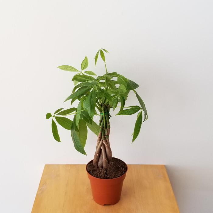 Money tree plant wiki