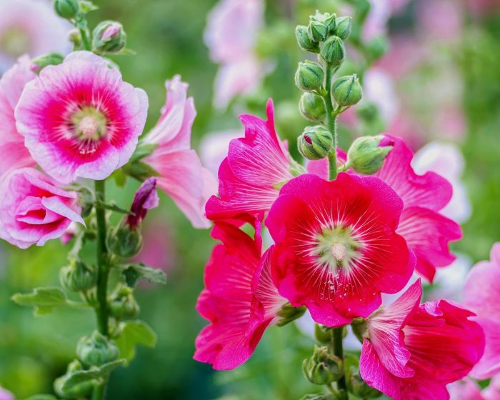 How to plant hollyhock seeds