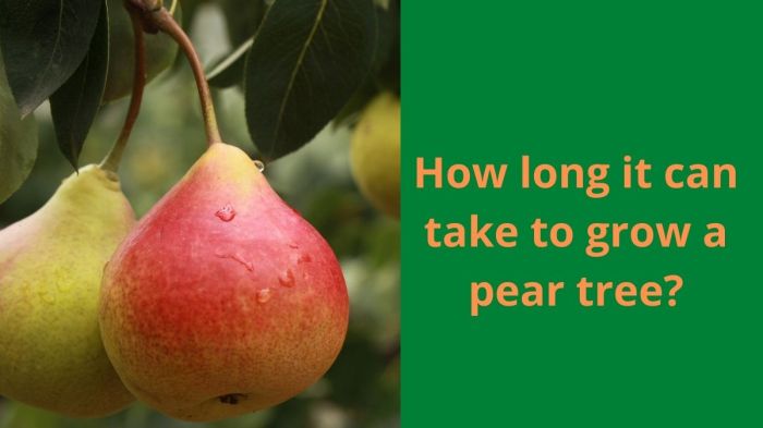 When to plant a pear tree