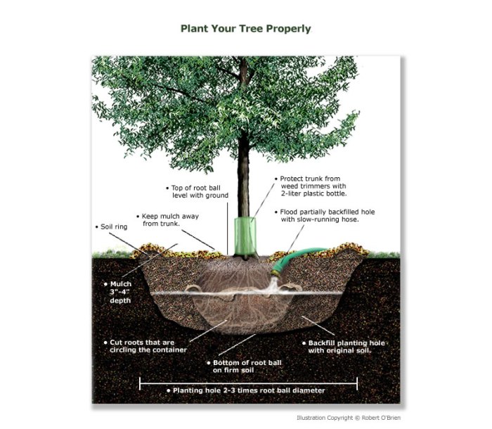 How to plant a large tree