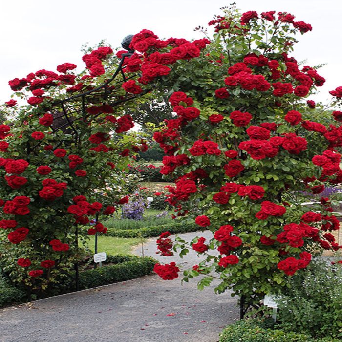 Climbing rose plant seeds