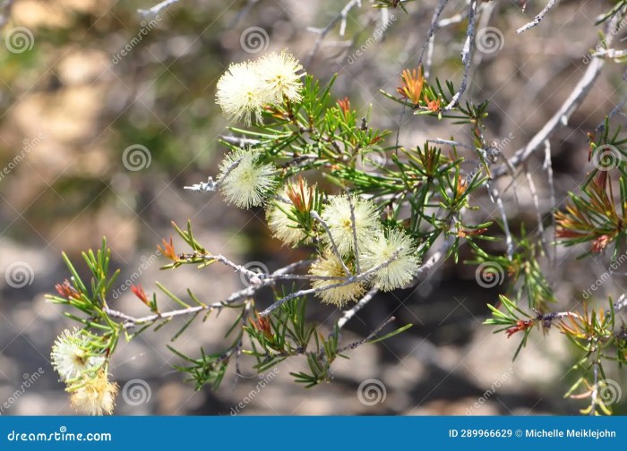 Olive tea tree plant