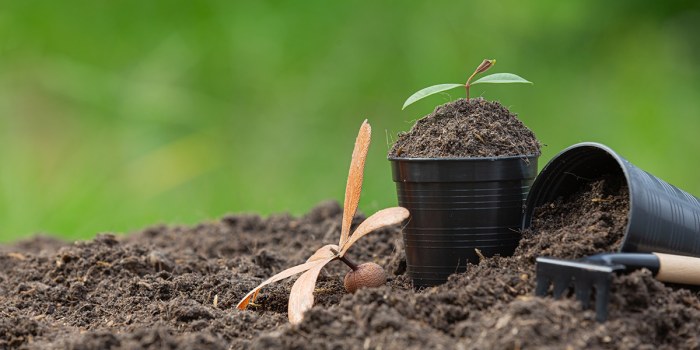 Best soil to plant a tree