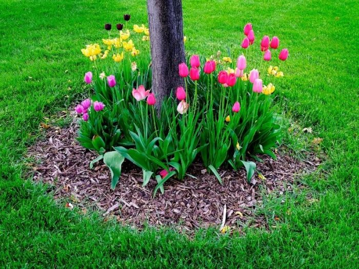 How to plant around trees