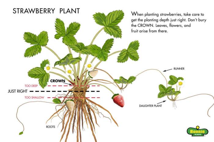 How to plant strawberry tree