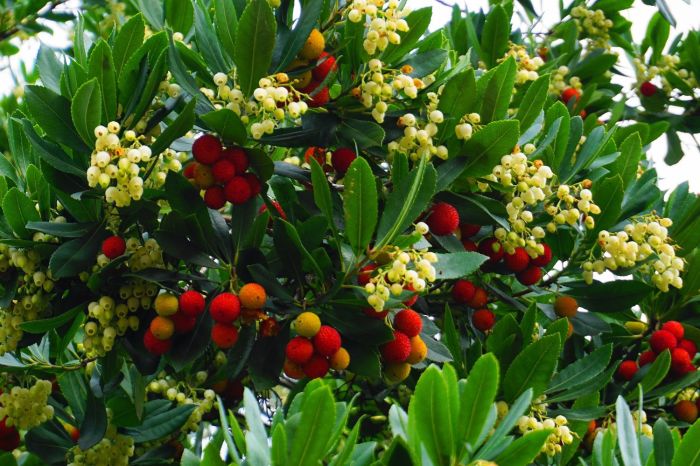 Strawberry tree or plant